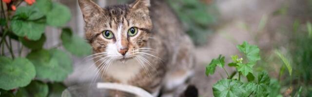 Ovo niste znali! Zašto mačke odbijaju da piju vodu iz posuda u blizini kuće?