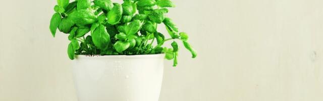 Stavite samo 1 grančicu na oval s hranom i muve će bežati glavom bez obzira (VIDEO)