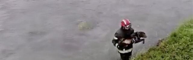 Ceo grad je gledao u njih: To je vernost i prijateljstvo