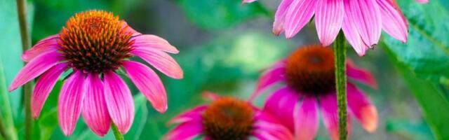 Da li ehinacea pomaže kod prehlade, anksioznosti i bolova ili su efekti precenjeni?