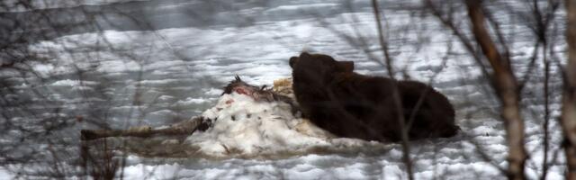 STRAVA I UŽAS Pametni sat snimio šta se desilo planinaru nakon NAPADA MEDVEDA: Odvukao ga u šumu, a onda...