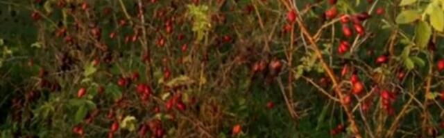 Svi volimo čaj od šipka, ali niko ne zna da ga skuva pravilno: Ova jedna stvar mu razara sve vitamine