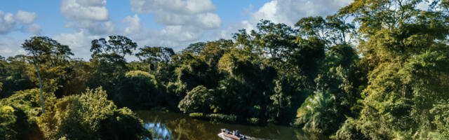 Najgori scenario za “pluća planete”: Amazonija prelazi u “hipertropsko stanje”, naučnici zabrinuti