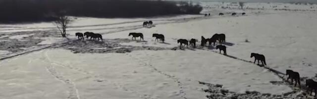 EVO KAKO IZGLEDA ZIMA U JEDNOM OD NAJLEPŠIH REZERVATA SRBIJE: Oko 1.000 grla stoke u prirodi i magarice za mleko i čuveni sir