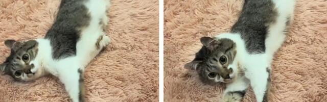 TRI NEVOLJE snašle G-dina To Binsa: Mačak konačno udomljen i srećan, ali ceo svet plače zbog njegovih muka