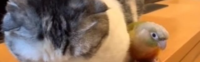 (VIDEO) Majke mi, nisam htela: Maca je pošla da ugrabi papagaja, a kada se on okrenuo napravila se blesava