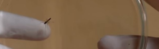 Ekstremno hrabar potez Britanaca: Puštaju 750 miliona genetski modifikovanih komaraca samo zbog jedne stavari!