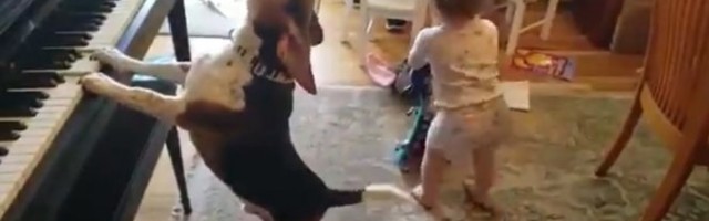 OVAJ PAS UME DA SVIRA KLAVIR, A TEK DA ČUJETE KAKO PEVA! Beba je prosto morala da zaigra uz ovu melodiju!