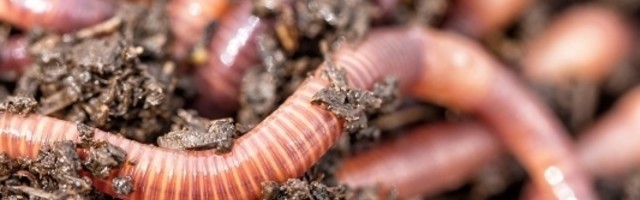 "Ludi crvi" uništavaju zemlju farmerima i uskoro će ostati bez većine useva ako nešto ne preduzmu!