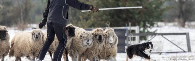 KRVAVI PIR U LJUTOVU: ZVERI UPALE U TOR I NAPRAVILE MASAKR! Zaklano 12 bremenitih ovaca, krv na sve strane! Nesrećni domaćin gledao kako mu UBIJAJU nerođenu jagnjad! (FOTO)
