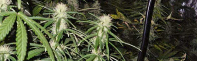 Пронађене 74 стабљике канабиса, ухапшен мушкарац