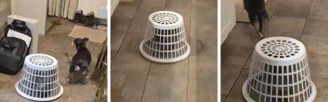 Pomeranac u ulozi teroriste: TikTok video psa koji jurca ispod korpe postao hit sa 5,6 miliona pregleda