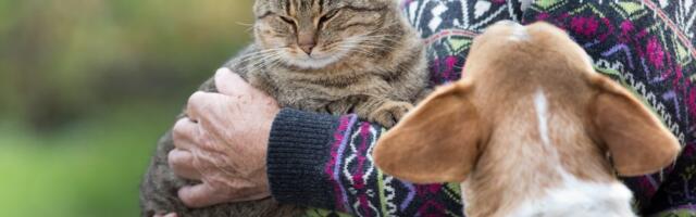 I psi mogu osećati ljubomoru – evo kako je prepoznati i ublažiti