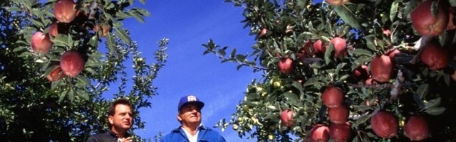 Uzgaja se nova sorta jabuka, uskoro na našim stolovima će se naći, ali najlepše je od toga što može ostati sveža godinu dana!