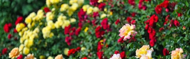 Da vam ruže i orhideje cvetaju kao lude: Potreban je sastojak koji stalno bacate