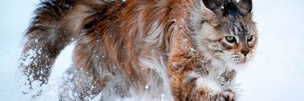 Fotografije koje pokazuju da su Mejn Kun mačke najlepše na planeti