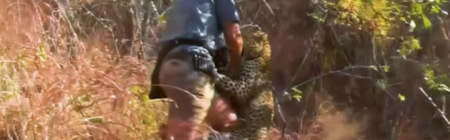 MOTORNA TESTERA NA TUFNE Oči u oči sa leopardom, puška ne pomaže, kad ga je ugrizao za ruku pozdravio se sa životom! (VIDEO)
