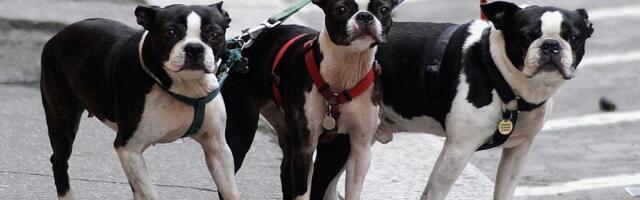 Predložili da se zakonom uvede obaveza da vlasnici minimum tri puta dnevno šetaju svoje pse