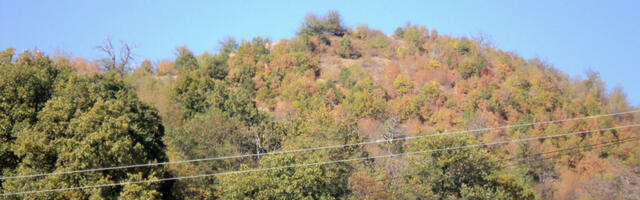 Uhapšena dvojica zbog pustošenja šuma kod Crne Trave, šteta preko 1,2 miliona dinara