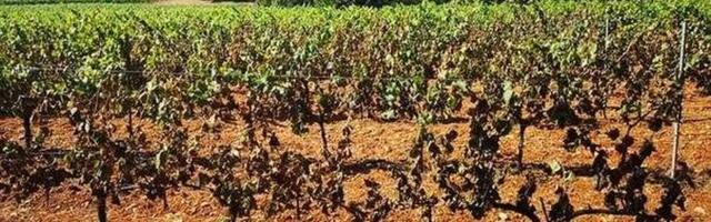 Vrelina topi rod francuskim vinarima! Šampanja, Bordo i Burgundija na udaru suše i vrućina