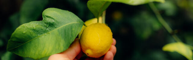 Top 10 zdravstvenih prednosti limuna