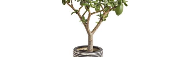 Podstaknite drvo novca da procveta, a sa njim i vaš novčanik - dodajte 2 sastojka u saksiju