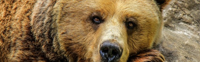 Životinja je izgubila kontrolu: Medved ubio čuvara, niko nije smeo da mu priđe! (VIDEO)