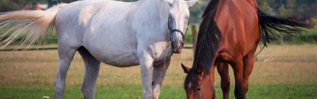 Italija pred istorijskom zabranom konjskog mesa: Novi zakon preti kaznama do 100.000 evra i zatvorom
