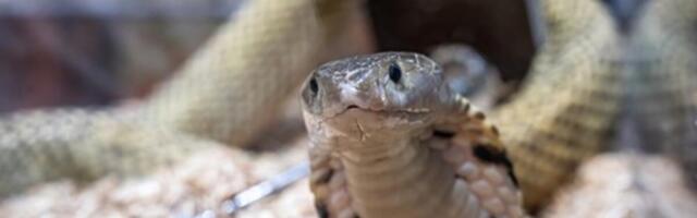 Zmije beže glavom bez obzira od ovoga: Ovo svi imamo u kući i pravi je spas, rešite problem očas posla