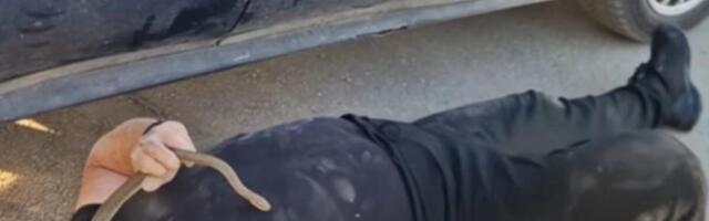 VLADICA IZVUKAO OGROMNU ZMIJU IZ MERCEDESA! Na Đurđevdan imao težak zadatak, POGLEDAJTE SAMO GDE SE SAKRILA (VIDEO)