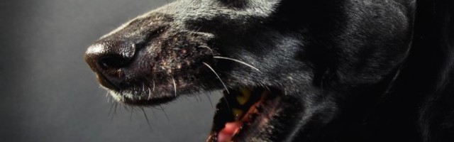 PAS POBESNEO NA VLASNIKA ZBOG DIJETE! Davao mu nevidljivu hranu