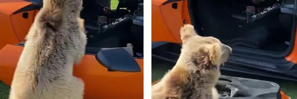 Meda ljubimac uništio Lamborghini model svog vlasnika