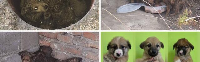 Štenci iz Negotina spaseni iz kanala punog ulja i vode: Lutaju krugom napuštene fabrike i traže dom