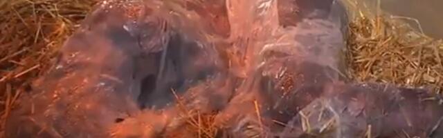 Groteskni božićni performans u crkvi: Ljigava masa u slami, nalik fetusu, izigravala Isusa (VIDEO)