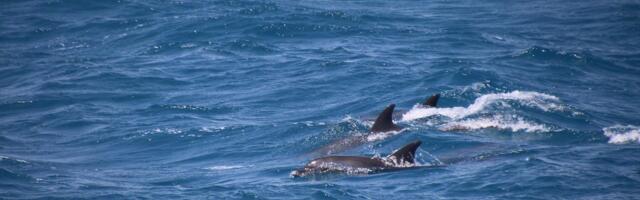 Šta donosi Sporazum o otvorenom moru koji je stupio na snagu?