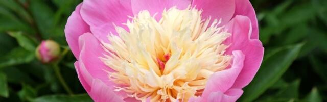 Biljka koja RASKOŠNO CVETA i dugo traje: 6 stvari su ključne za negu (FOTO)