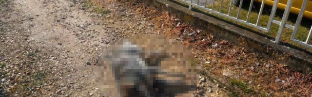 KO TRUJE VLASNIČKE PSE U PROKUPLJU? Za nekoliko dana pobio osam životinja - reagovala policija