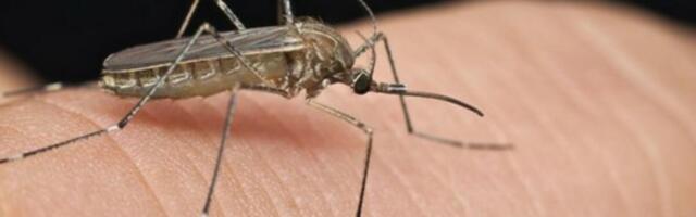 OVO SVI BACAMO, A KOMARCI I MRAVI BEŽE OD TOGA: Svi ga imamo u kući, INSEKTI VAM VIŠE NEĆE PRILAZITI