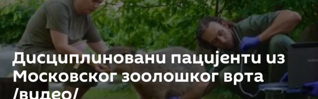 Дисциплиновани пацијенти из Московског зоолошког врта /видео/