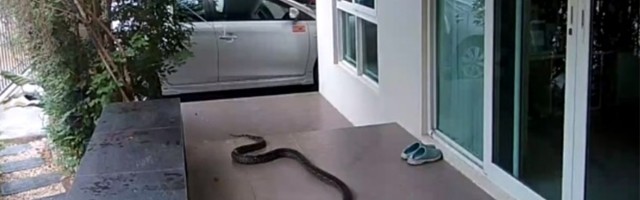 Zmija se okomila na mačku: Čovek se unezverio (VIDEO)