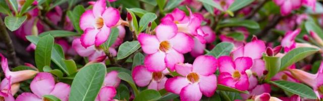 Sada je vreme da zasadite OVU prelepu biljku! Gaji se lako, a pravi je UKRAS za balkon i baštu (FOTO)