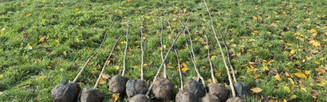 Oko jezera Bubanj posađeno 40 stabala platana i jasena (FOTO)