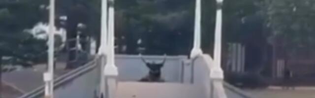 OTAC DVOJE DECE ČIJA JE ŽENA TRUDNA RIZIKOVAO ŽIVOT DA ZAUSTAVI TERORISTU, POLICIJA GREŠKOM PUCALA NA NJEGA! Ovo je drugi heroj sa plaže u Sidneju (VIDEO)