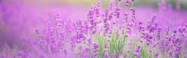 Stranci poludeli za srpskim likerom od lavande: Evo gde ga možete pronaći