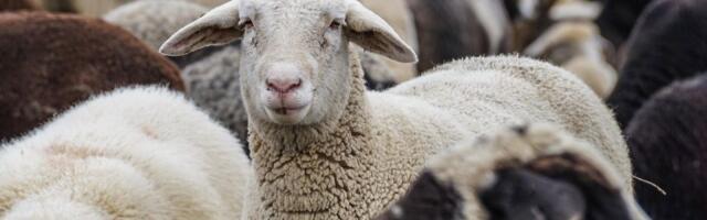 U Hrvatskoj se pojavila kuga malih preživara: Eutanazirano više od 60 životinja