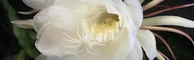 Kadupul - najskuplji cvet na svetu koji se ne može kupiti