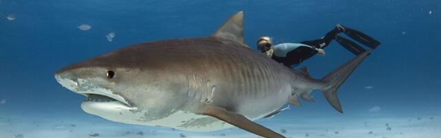 Dečaka (12) napala ajkula, u kritićnom je stanju: Poznata plaža zatvorena, plivačima zabranjen ulazak u vodu