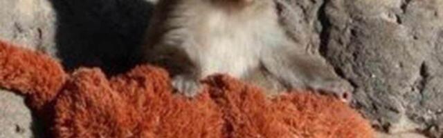 On je najusamljeniji majmun na svetu: Ima 7 meseci i plišanu igračku umesto mame, njegove fotografije slamaju srce