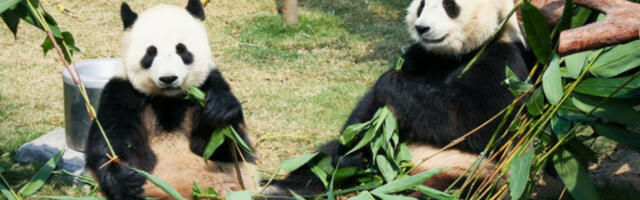 SI ĐINPING ŠALJE DVE DŽINOVSKE PANDE TRAMPU: Otopljava se odnos dve sile, kakav će biti odgovor predsednika SAD?