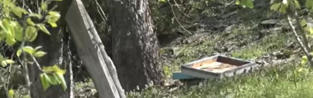 Tražio med, pa ubio bika teškog 750 kila: Meštani pod Golijom u strahu